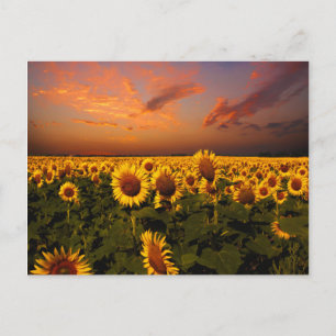 Bloody Skies Postcard
