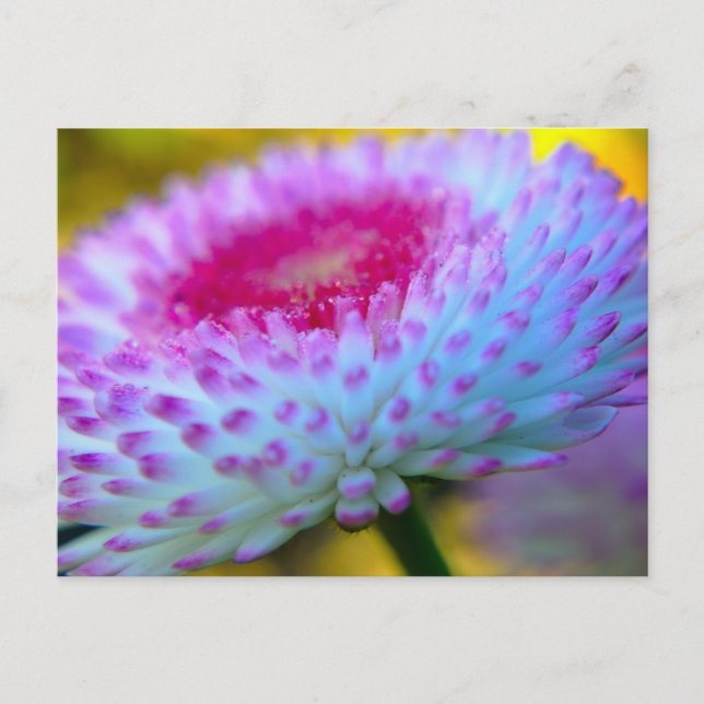 Bloom Flower Postcard (Front)