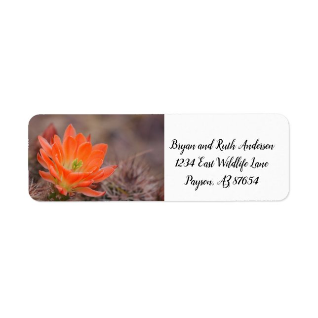 Bloom in orange cactus blossom (Front)