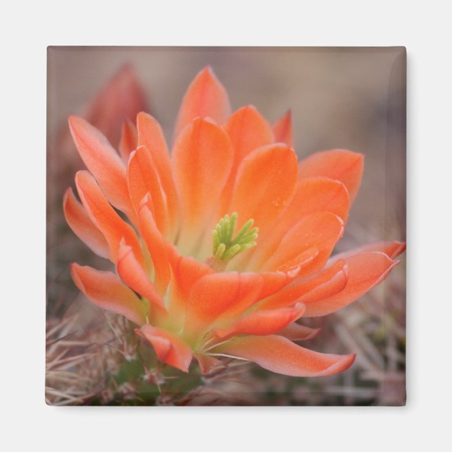 bloom in orange magnet (Front)