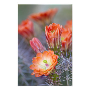 Bloom in orange photo print