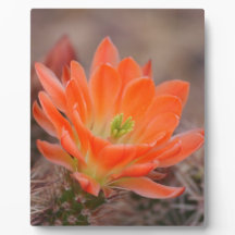Bloom in orange