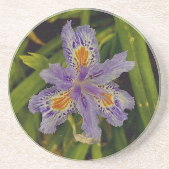 bloom in purple  coaster (Front)