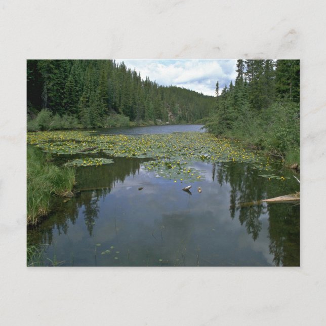 Bloom In Water Postcard (Front)