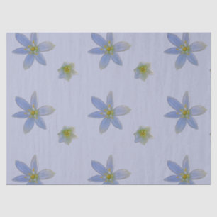 bloom in white  tissue paper