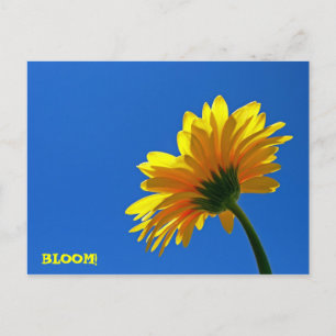 BLOOM! Postcard