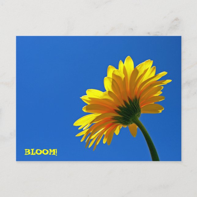 BLOOM! Postcard (Front)