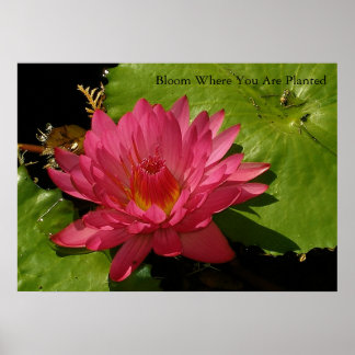 Bloom Poster