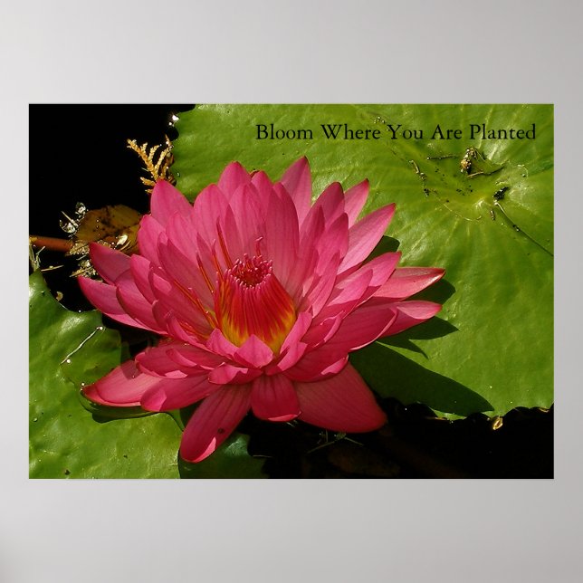 Bloom Poster (Front)