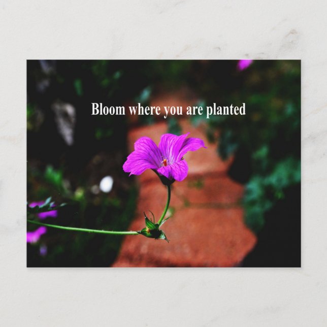 Bloom where you are planted postcard (Front)