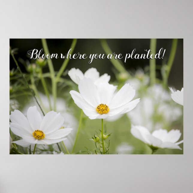 Bloom Where you are Planted White Floral Photo Poster (Front)