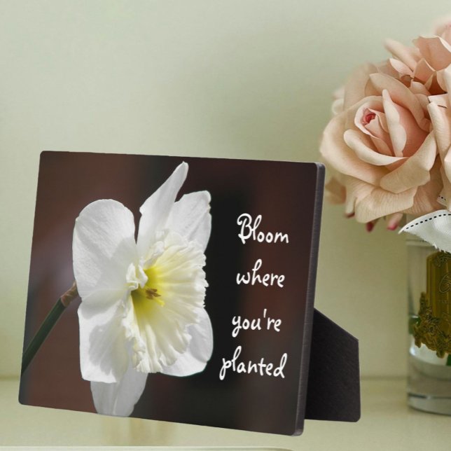 Bloom Where You're Planted Quote White Daffodil Plaque (In Situ Angled)