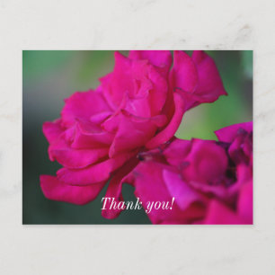 Bloomed Pink Rose Thank You Postcard