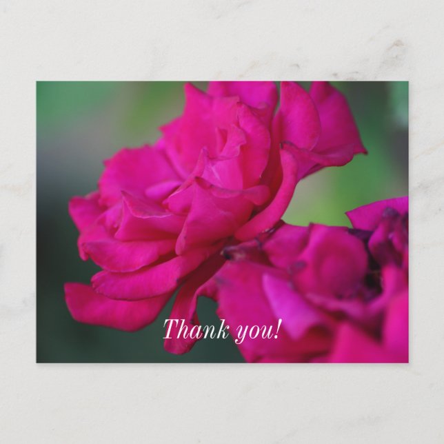 Bloomed Pink Rose Thank You Postcard (Front)