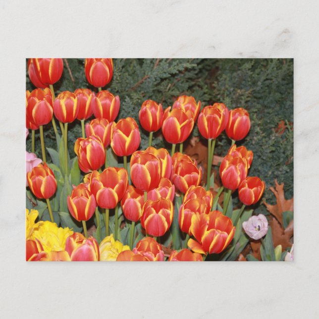 Bloomin' Tulips! Postcard (Front)