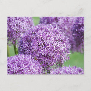 Blooming Allium Flowers Postcard