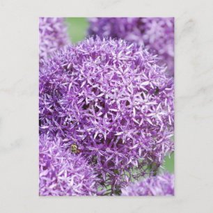 Blooming Allium Flowers  Postcard