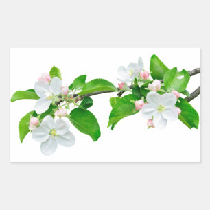 Blooming apple tree branch rectangular sticker
