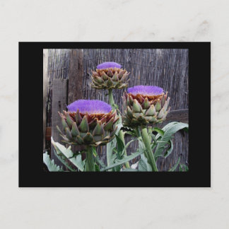 Blooming Artichokes Postcard