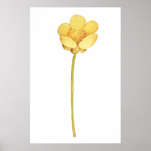 Blooming buttercup yellow flower poster
