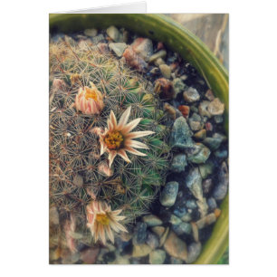 Blooming Cacti