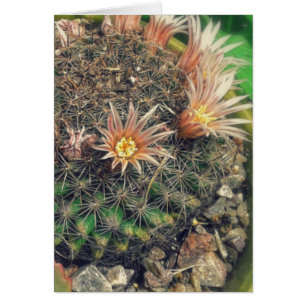 Blooming Cacti