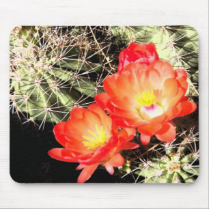 Blooming Cactus at Night Mouse Pad