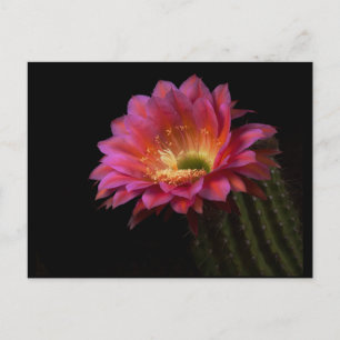 Blooming Cactus Delight Postcard
