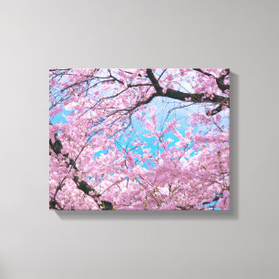 Blooming Cherry Blossoms Canvas Print