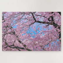 Blooming Cherry Blossoms