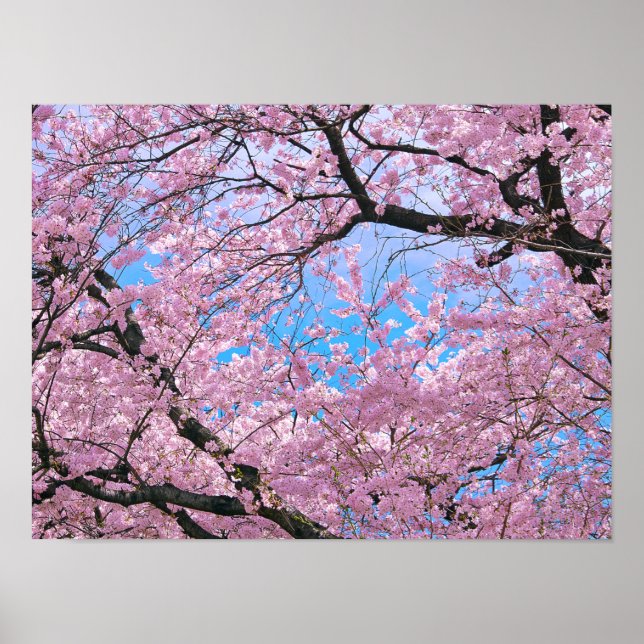 Blooming Cherry Blossoms Poster (Front)