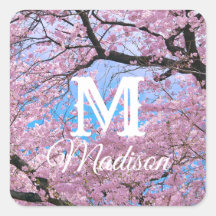 Blooming Cherry Blossoms