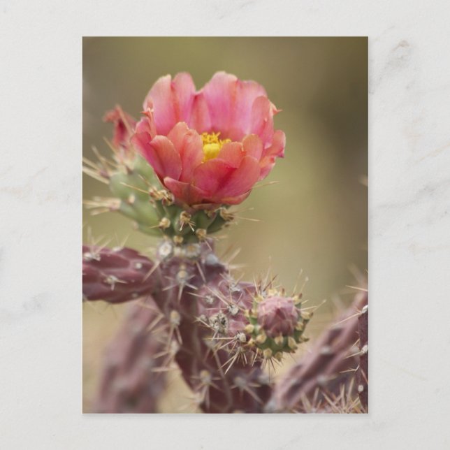 Blooming Cholla Cactus Postcard (Front)