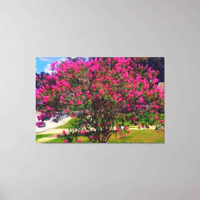 Blooming Crepe Myrtle Tree Canvas Print (Front)