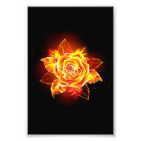 Blooming Fire Rose