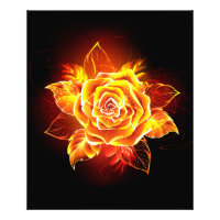 Blooming Fire Rose