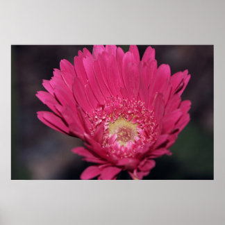 Blooming Gerbera on Canvas Print