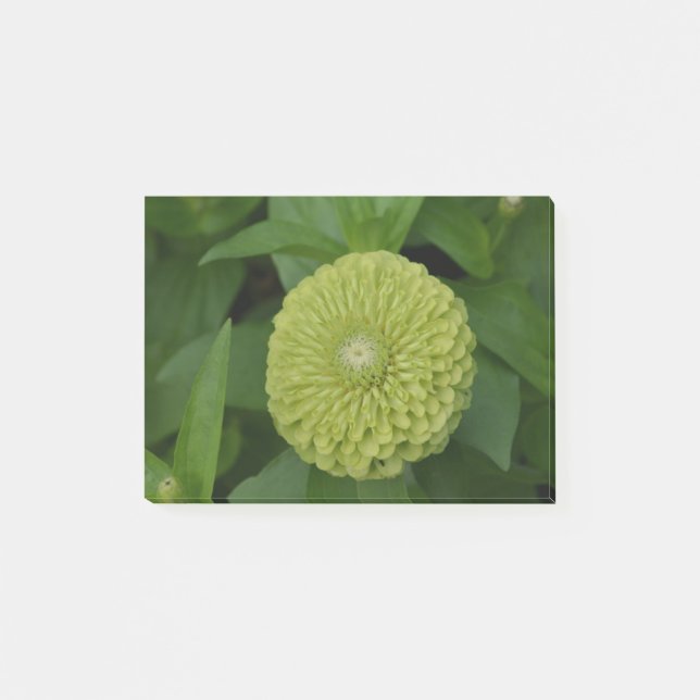 Blooming Green Zinnia Flower Post-it Notes (Front)