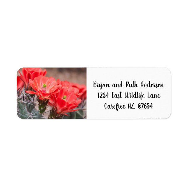 Blooming Hedgehog cactus (Front)