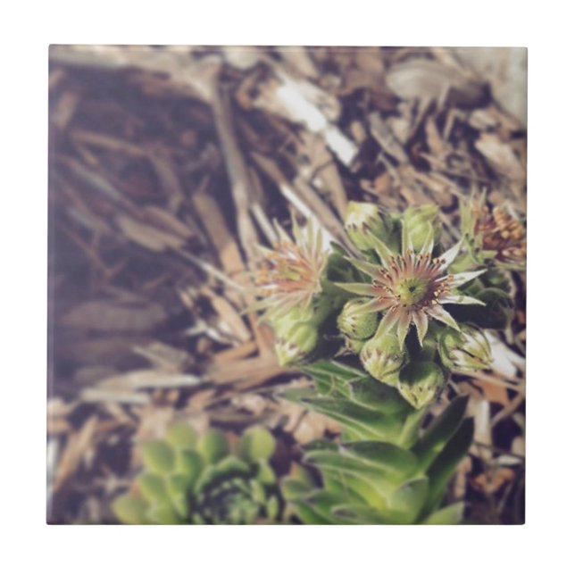 Blooming Hen and Chicks Plants Tile (Front)