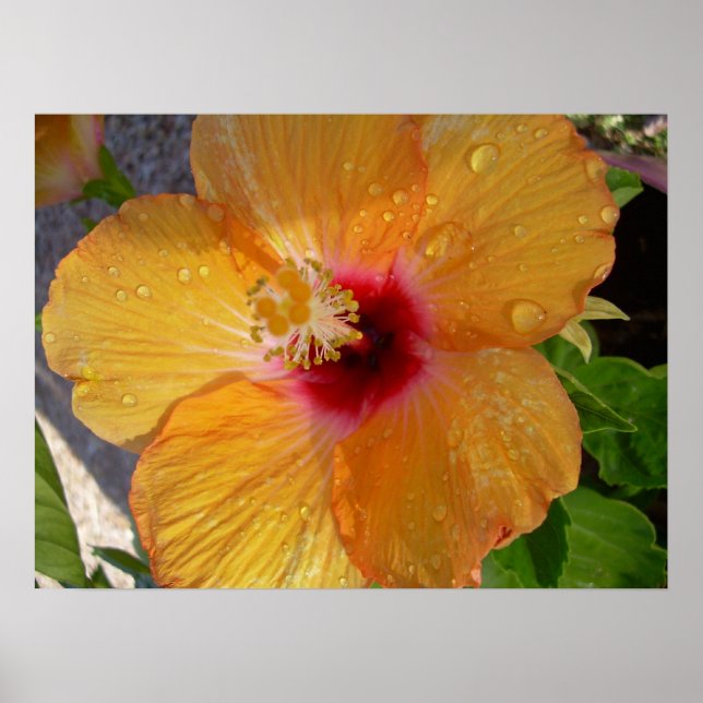 Blooming Hibiscus Framed Print (Front)