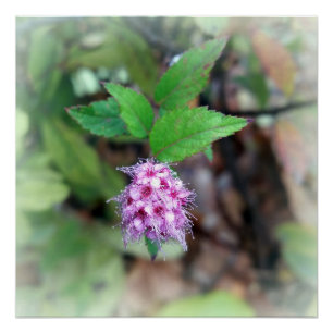 Blooming in autumn poster