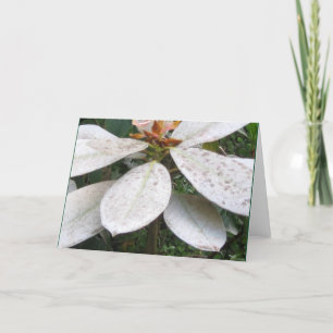 Blooming in Lochmara Bush Greeting Card