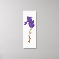 Blooming iris