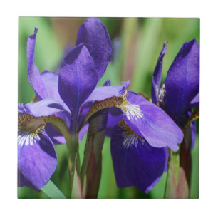 Blooming Iris Tile