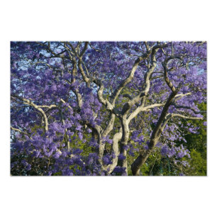 Blooming Jacaranda Trees in New Farm Park, 2 Photo Print