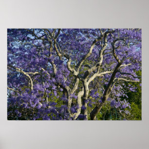 Blooming Jacaranda Trees in New Farm Park, 2 Poster