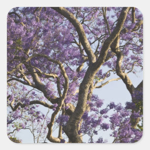 Blooming Jacaranda Trees in New Farm Park, Square Sticker