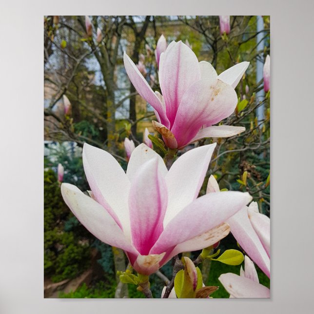 Blooming large pink magnolia flowers poster (Front)