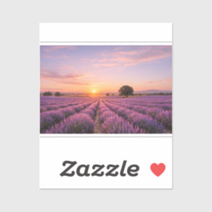 Blooming Lavender Field at Golden Sunset Provence
